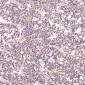 Anti-AMPK alpha 1 PRKAA1 Rabbit Monoclonal Antibody